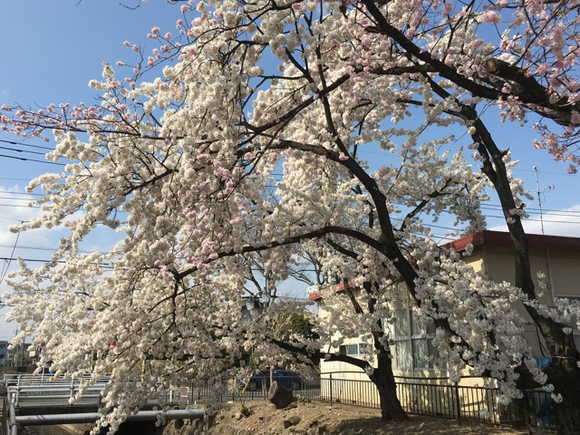 桜も開花