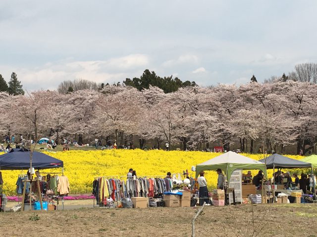 千本桜と菜の花畑