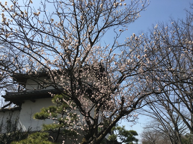 高崎城址の桜