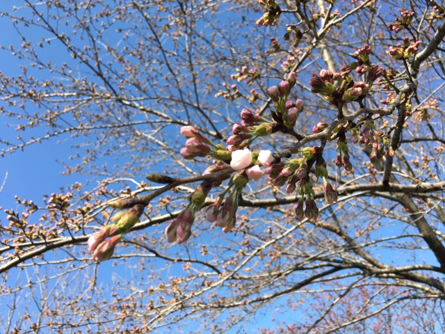 桜が咲き始め