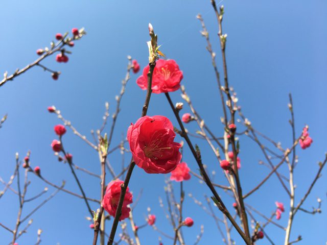 真っ赤な梅の花