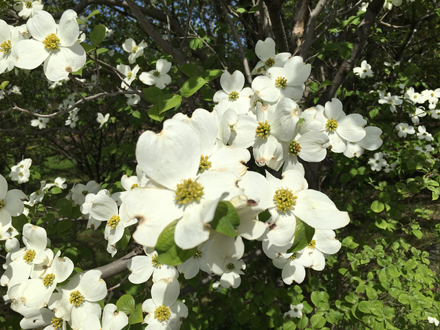 ハナミズキの花