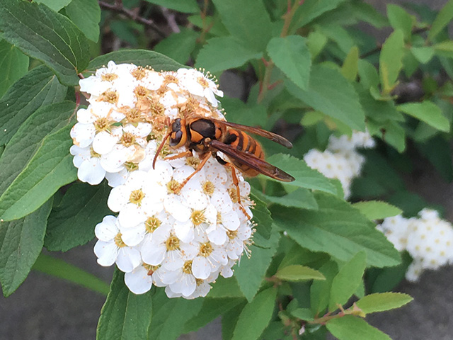 白い花とスズメバチ