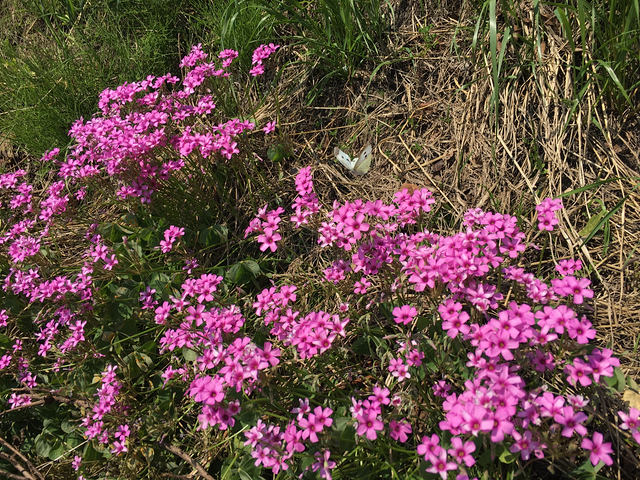 ピンクの花にチョウチョ