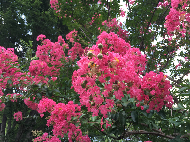 サルスベリの花