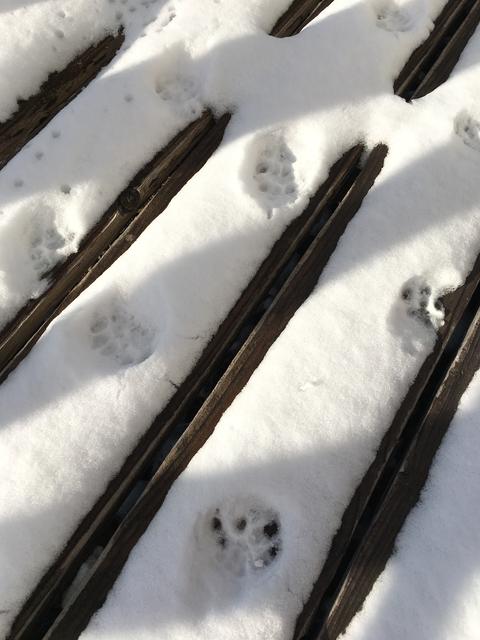 雪に猫の足跡