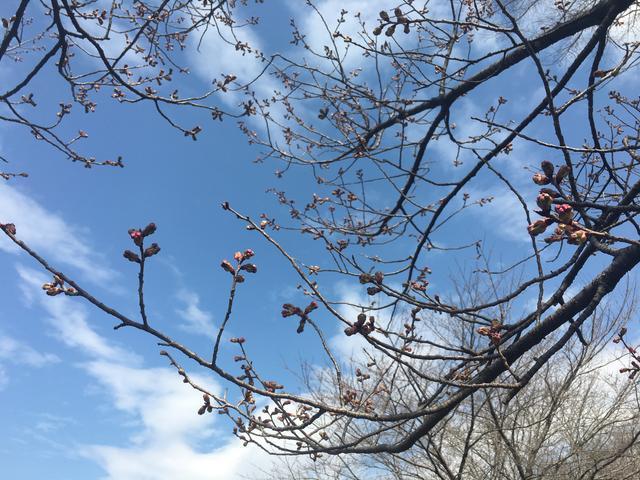 開花寸前の桜