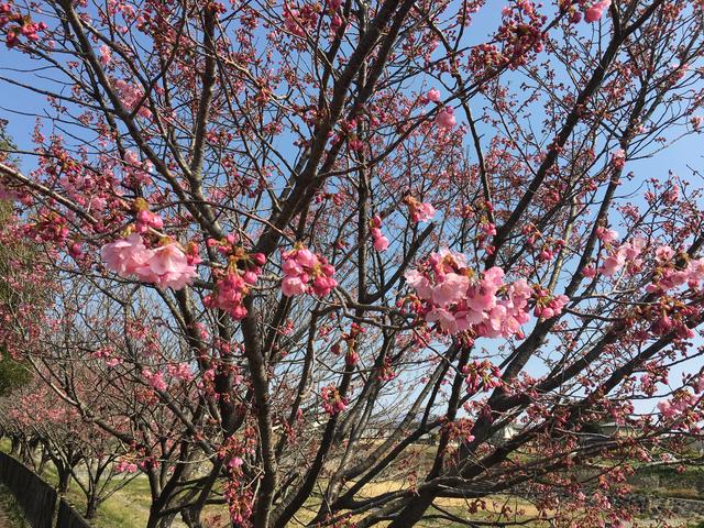 一分咲きの桜