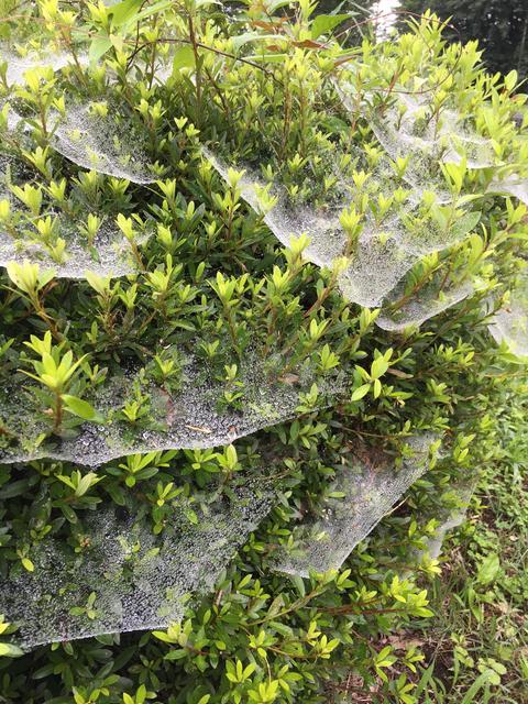 雨粒が付いたクモの巣