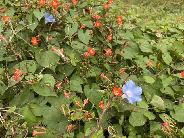 赤と青の花