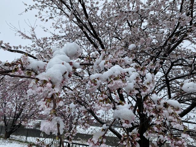 桜に積もる雪