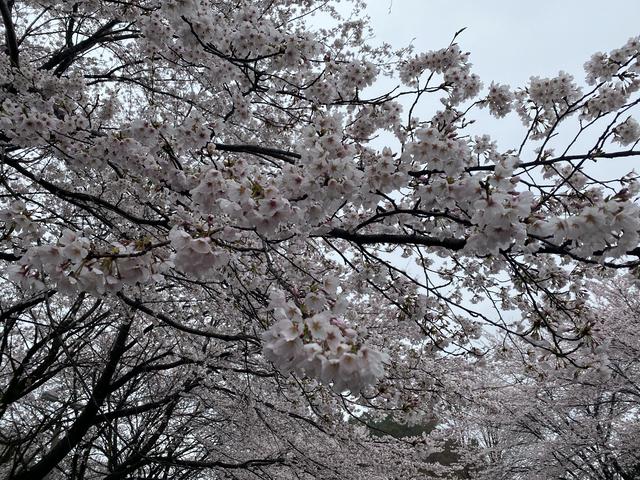雨に濡れる桜