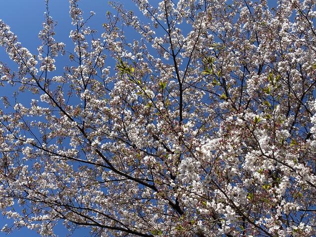 葉桜と青空