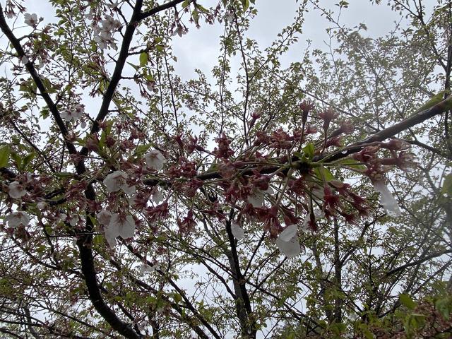 散り際の桜に水滴