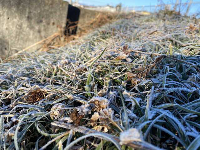 霜が付いた草