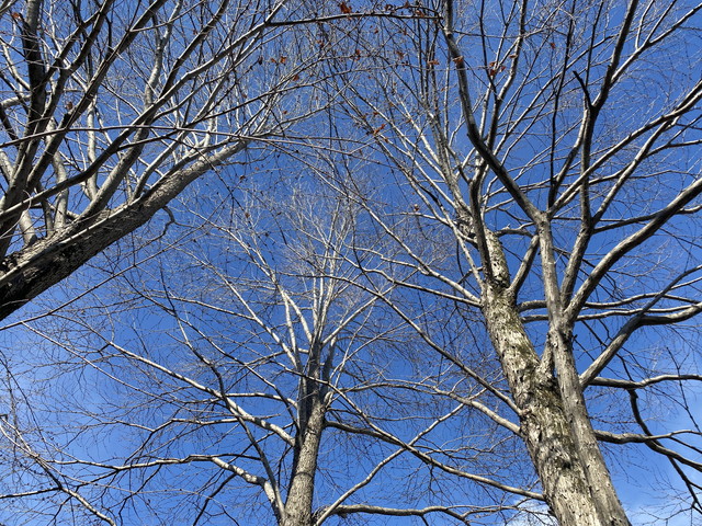 木々と青空