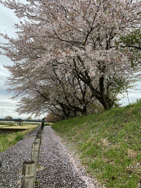 今朝の桜