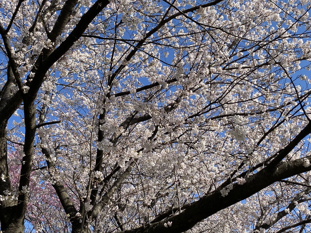 9分咲きの桜