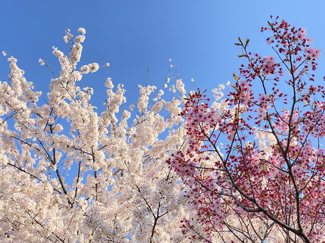 二色の桜