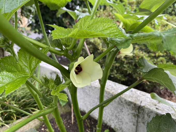 オクラの花