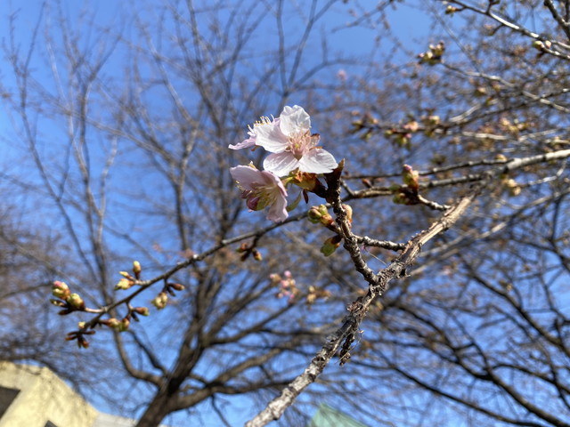 早咲きの桜