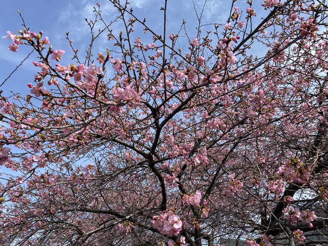 今朝の桜